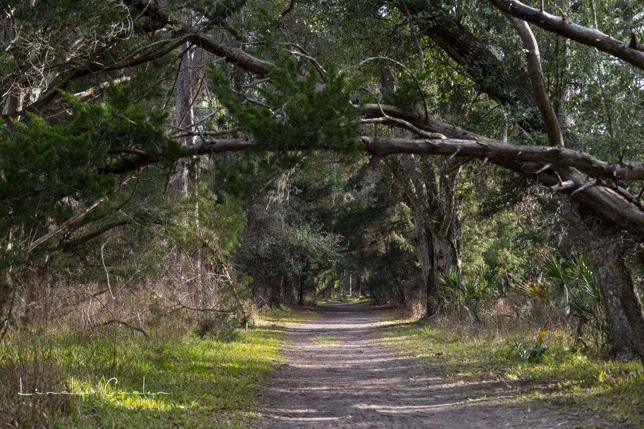 "The woods are lovely, dark and deep..." Robert Frost