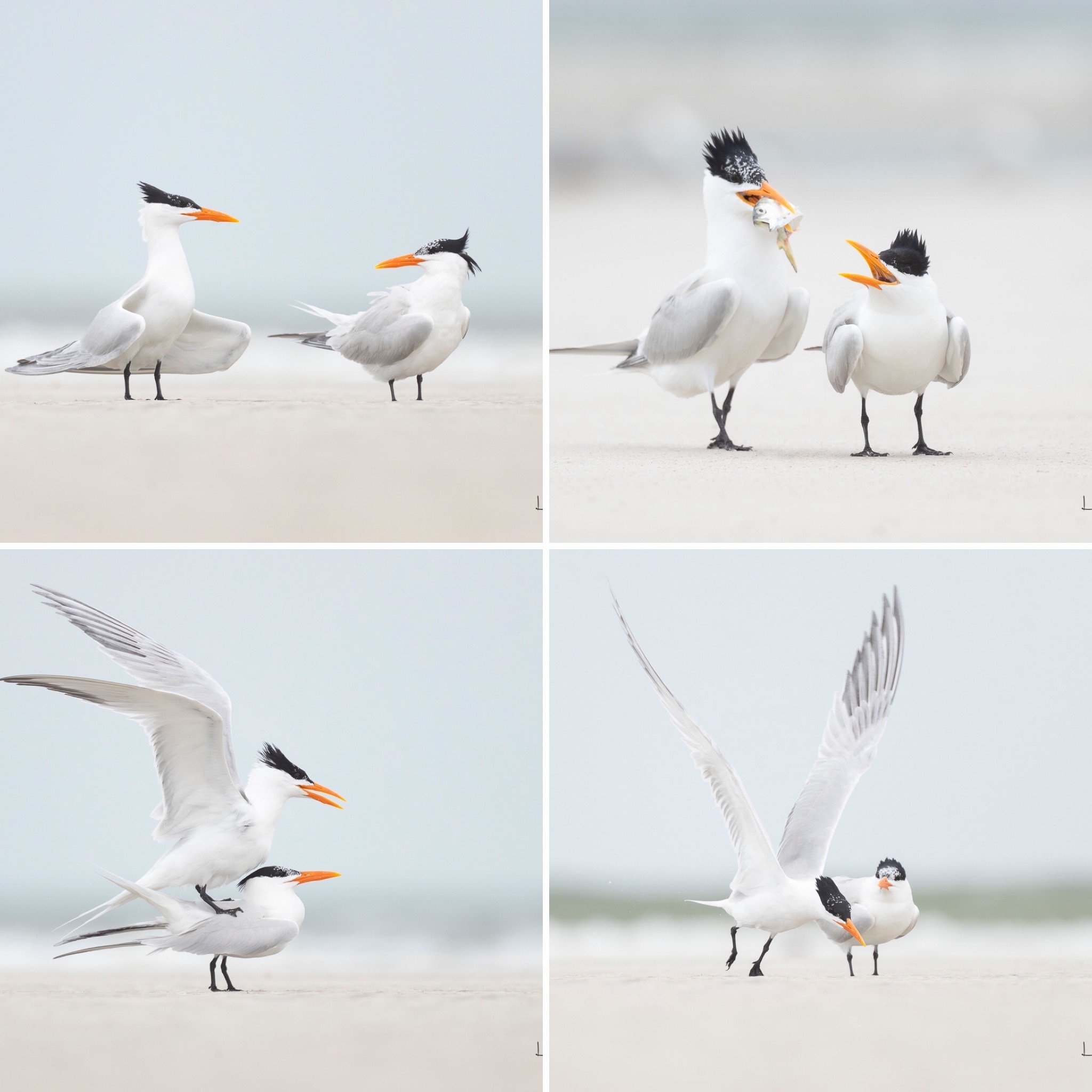 Royal Tern Mating Ritual