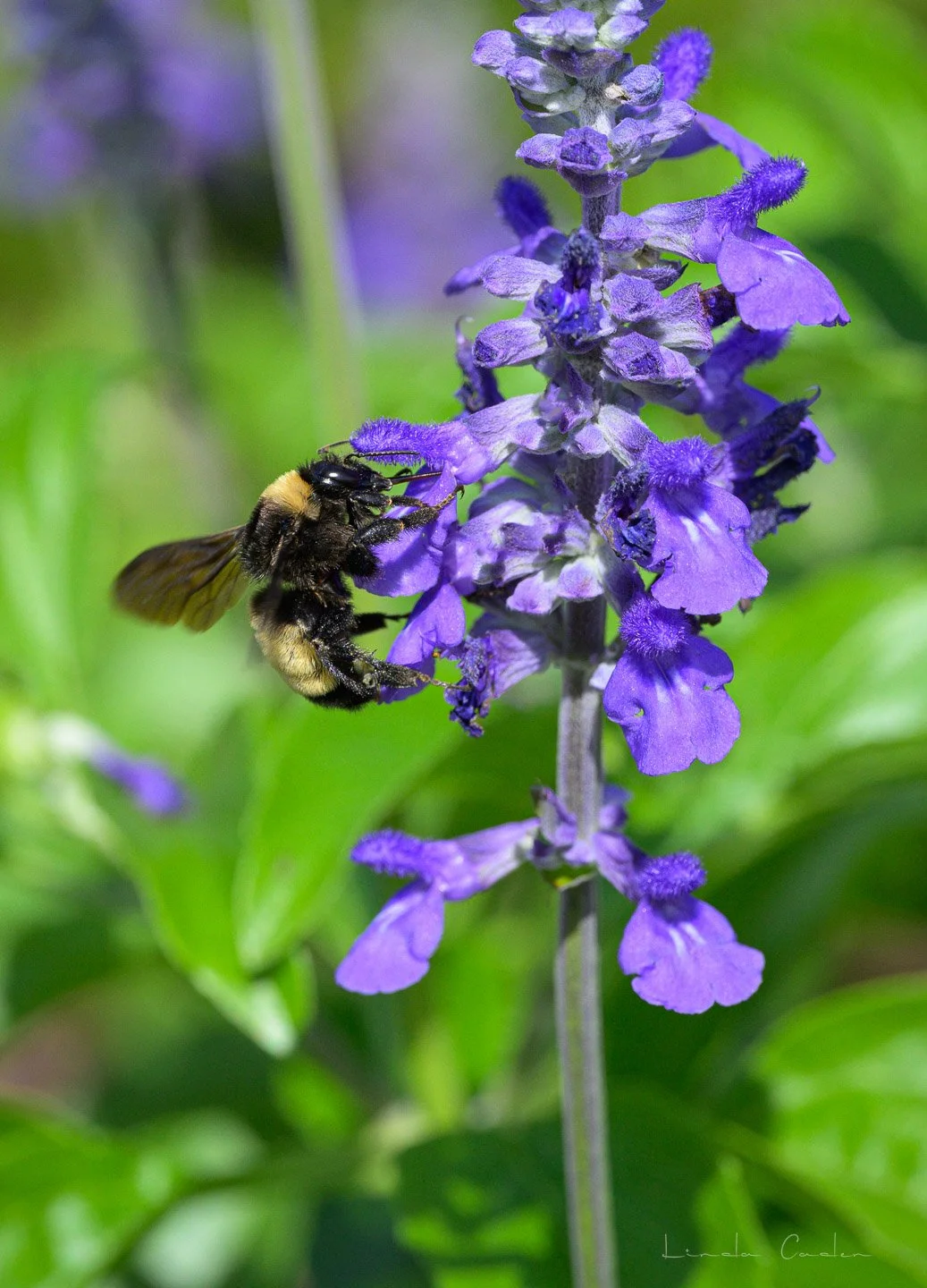 Being a Bumble-bee