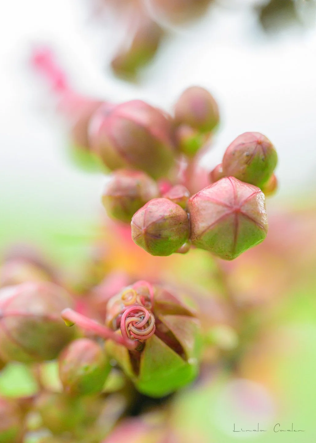 CrepeMBudsburst-7327.jpg