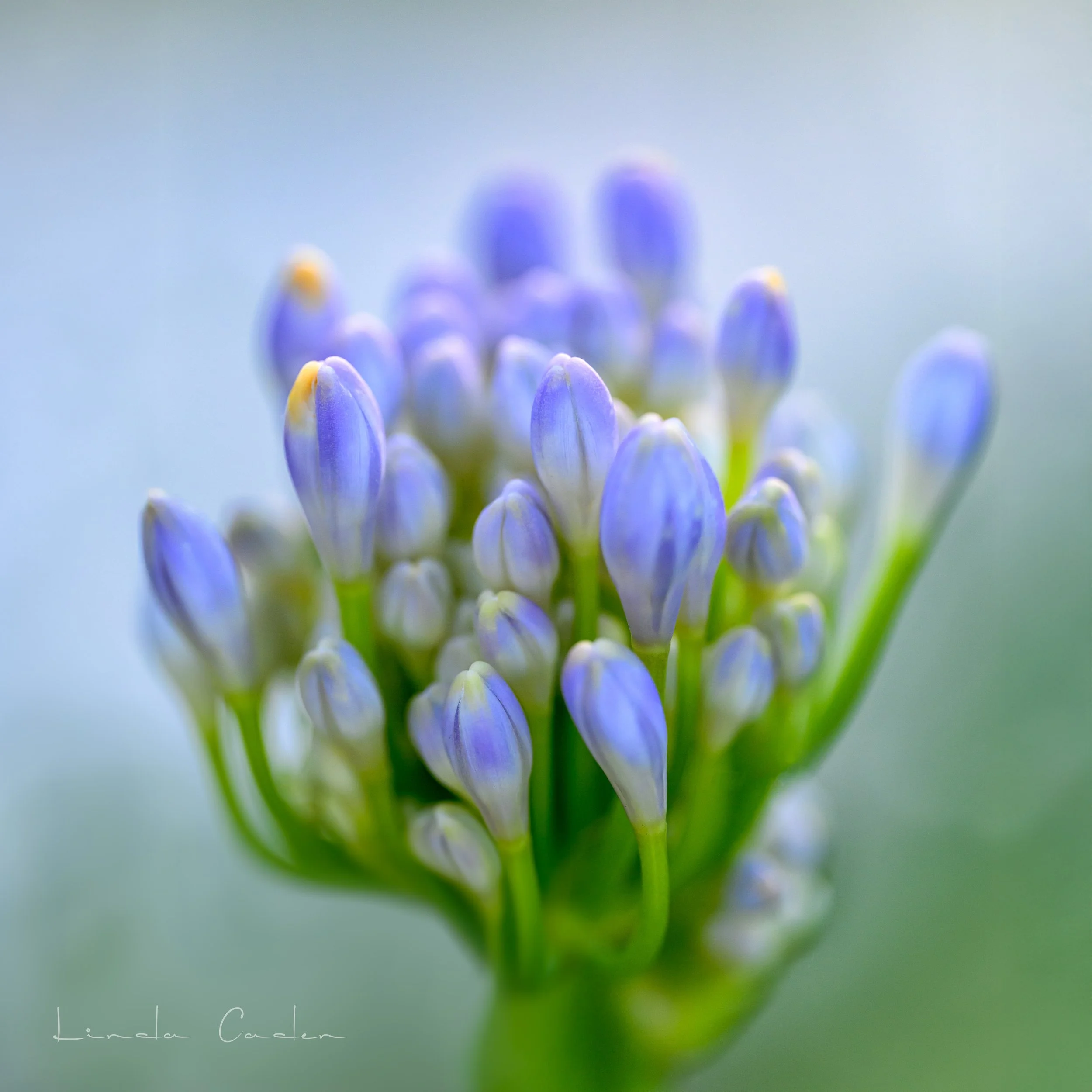 AgapaBlue-2972-30x30-Exchang.jpg