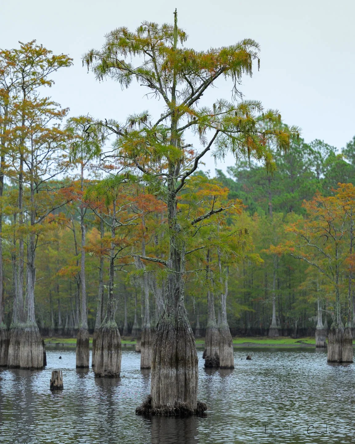 Cypress-.jpg