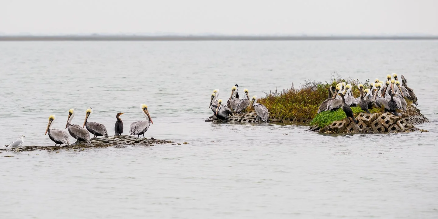 Brown Pelicans