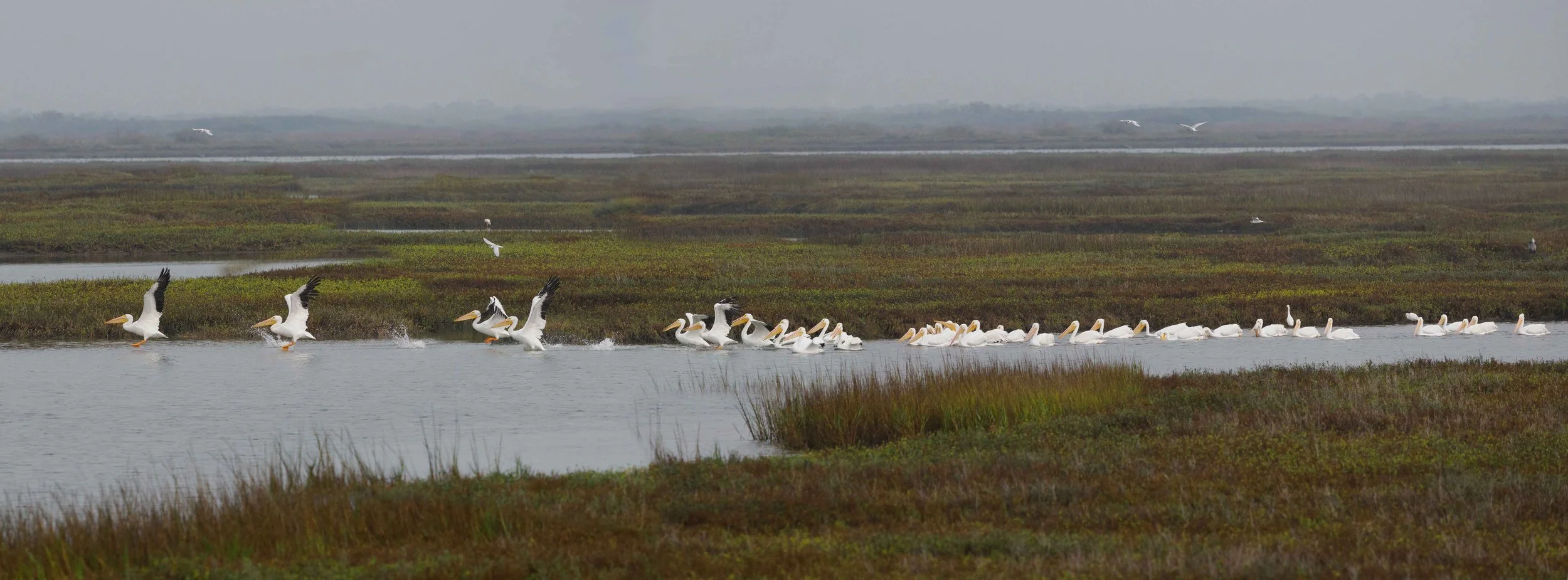 White Pelicans
