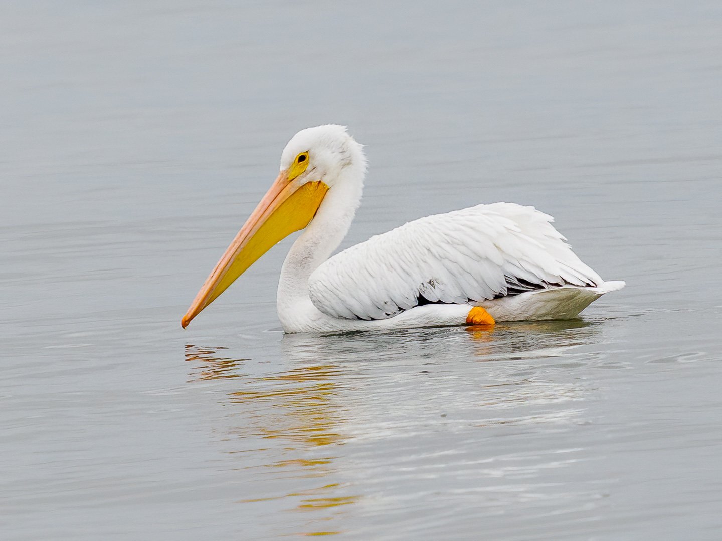 White Pelican