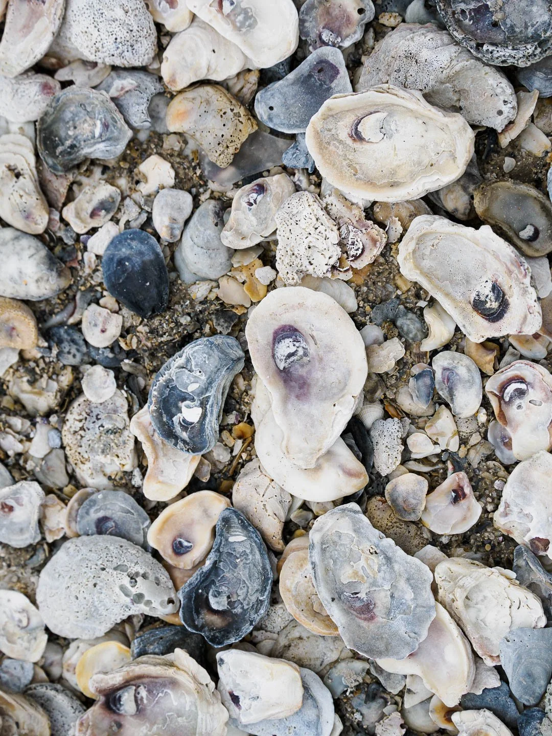 Oyster Shells? or Abstract Art?