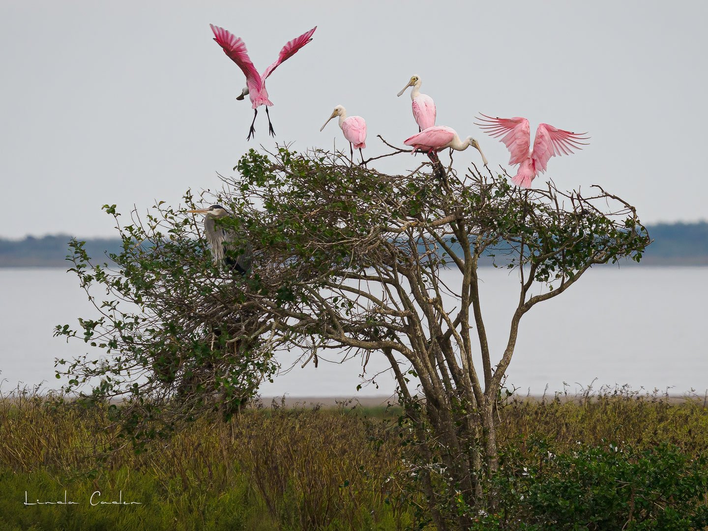 Roseate Spoonbills 