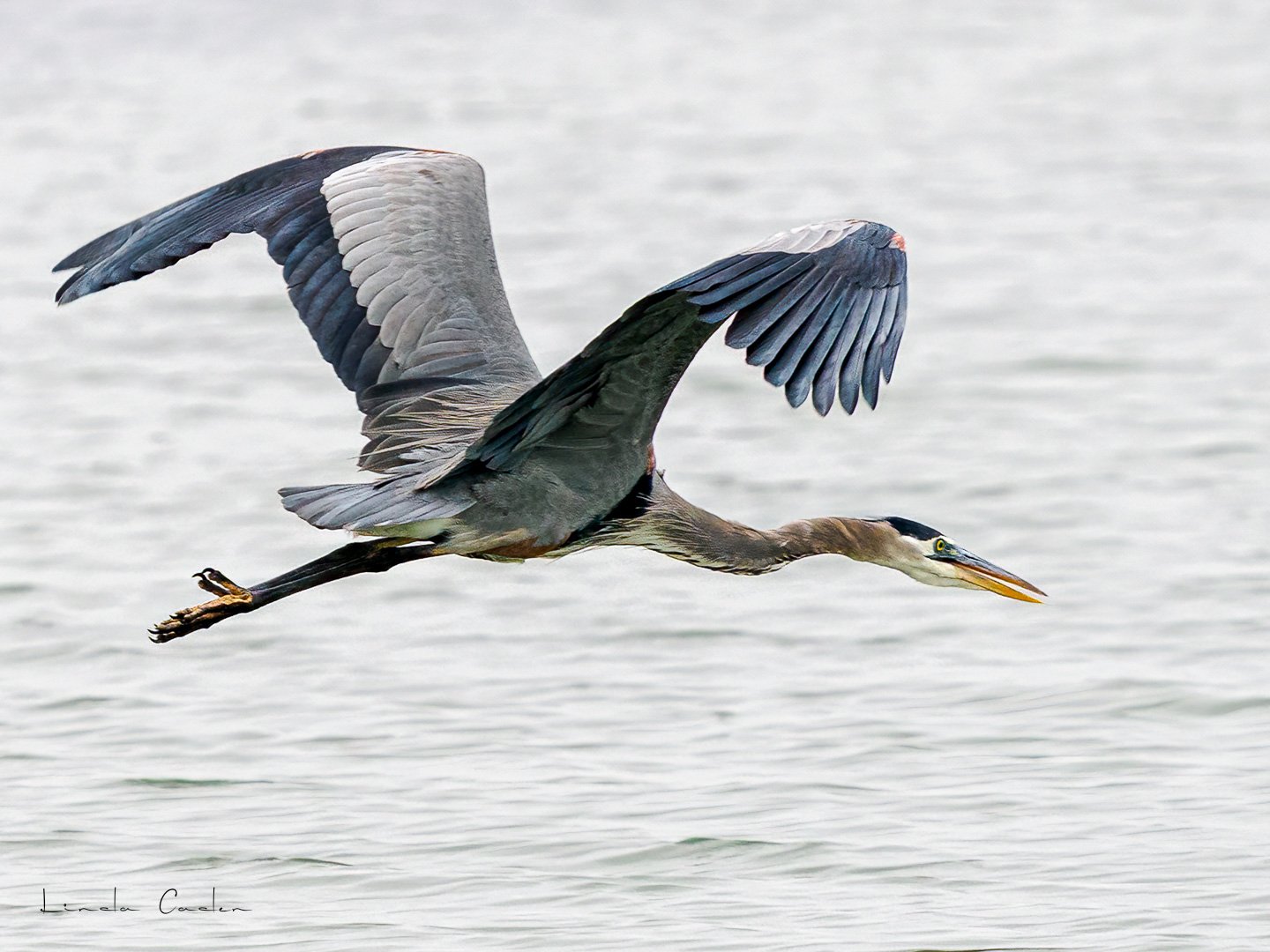 Great Blue Heron