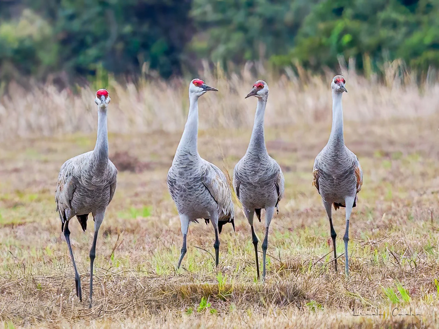 Sandhill Cranes