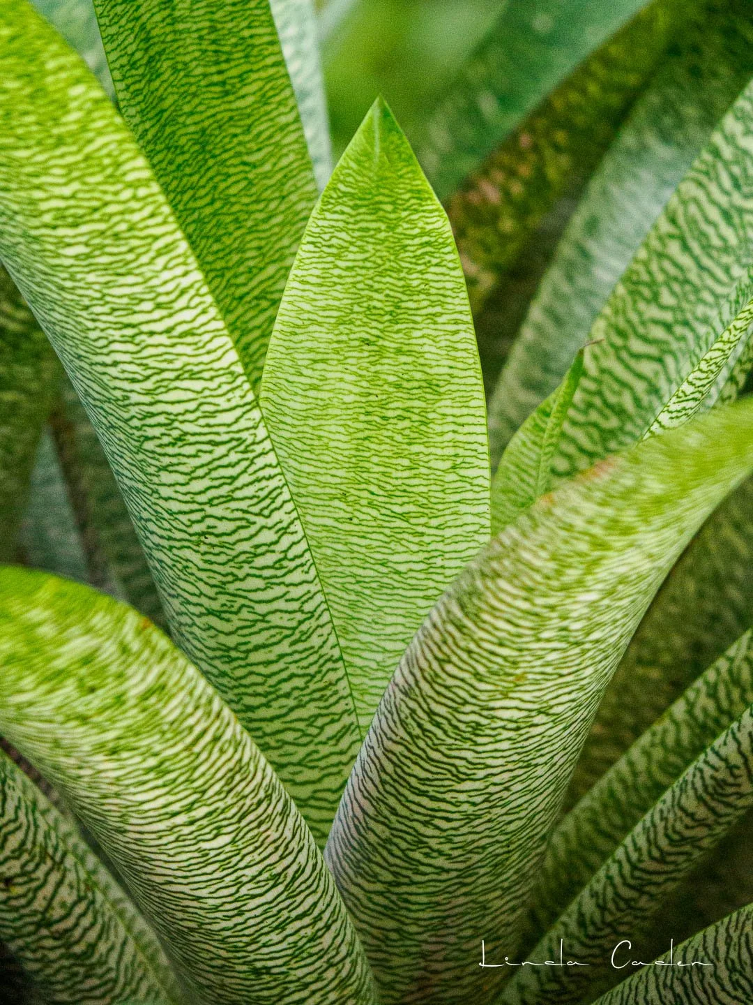 Aloe-1244713.jpg