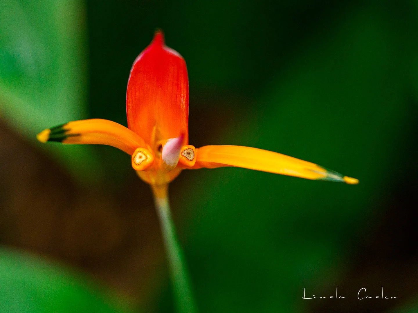 Heliconia-HI-01-26-1244806.jpg