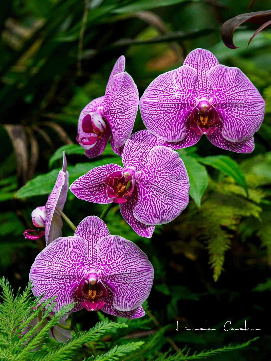 Orchid-purpclust-1244716.jpg