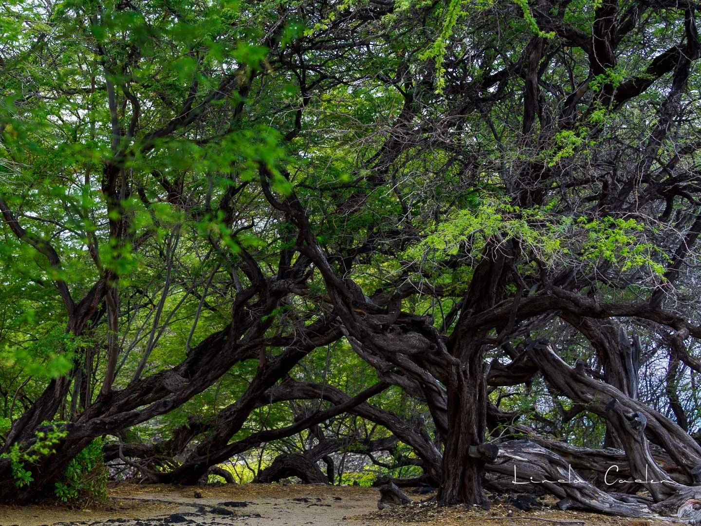Beach Walk and a Surprise Visitor