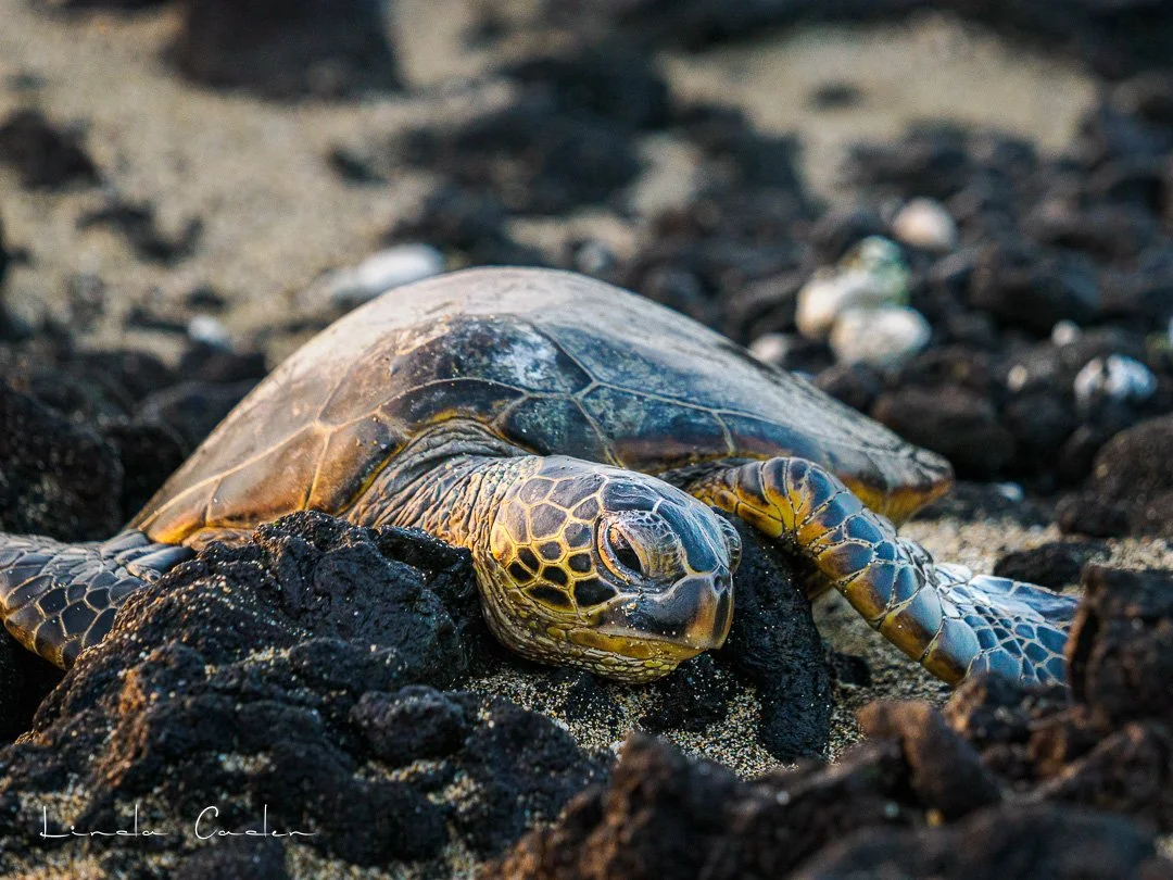 Green Turtle at Sunset