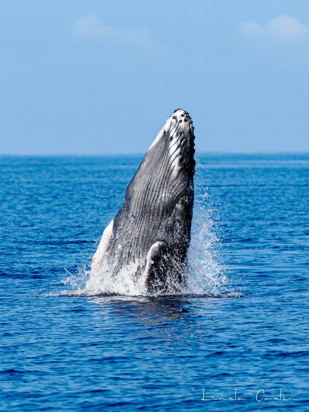 Whales-01-28-26-2.jpg