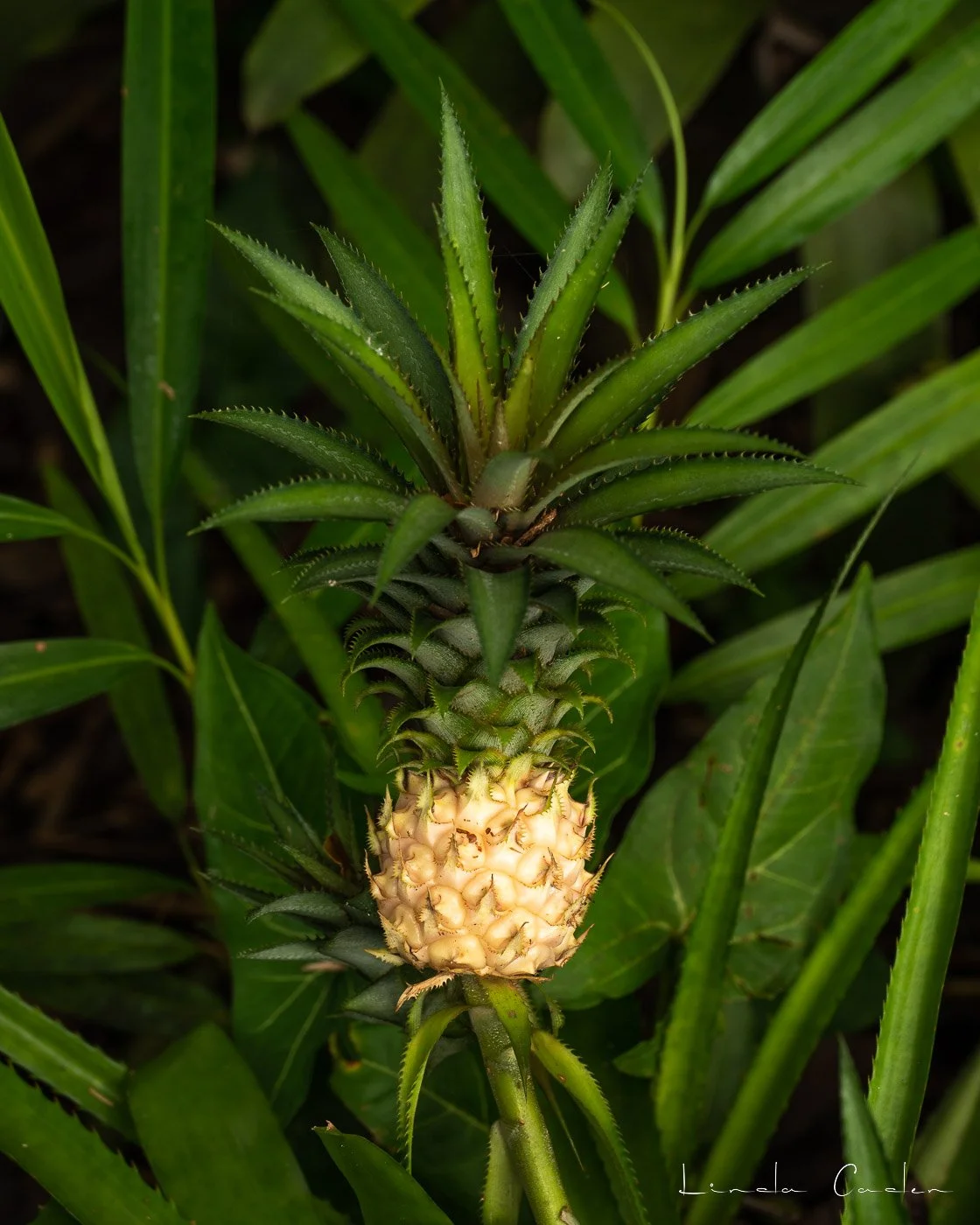 Pineapple-ipho2023.jpg