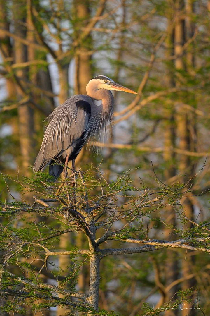 Great Blue Heron