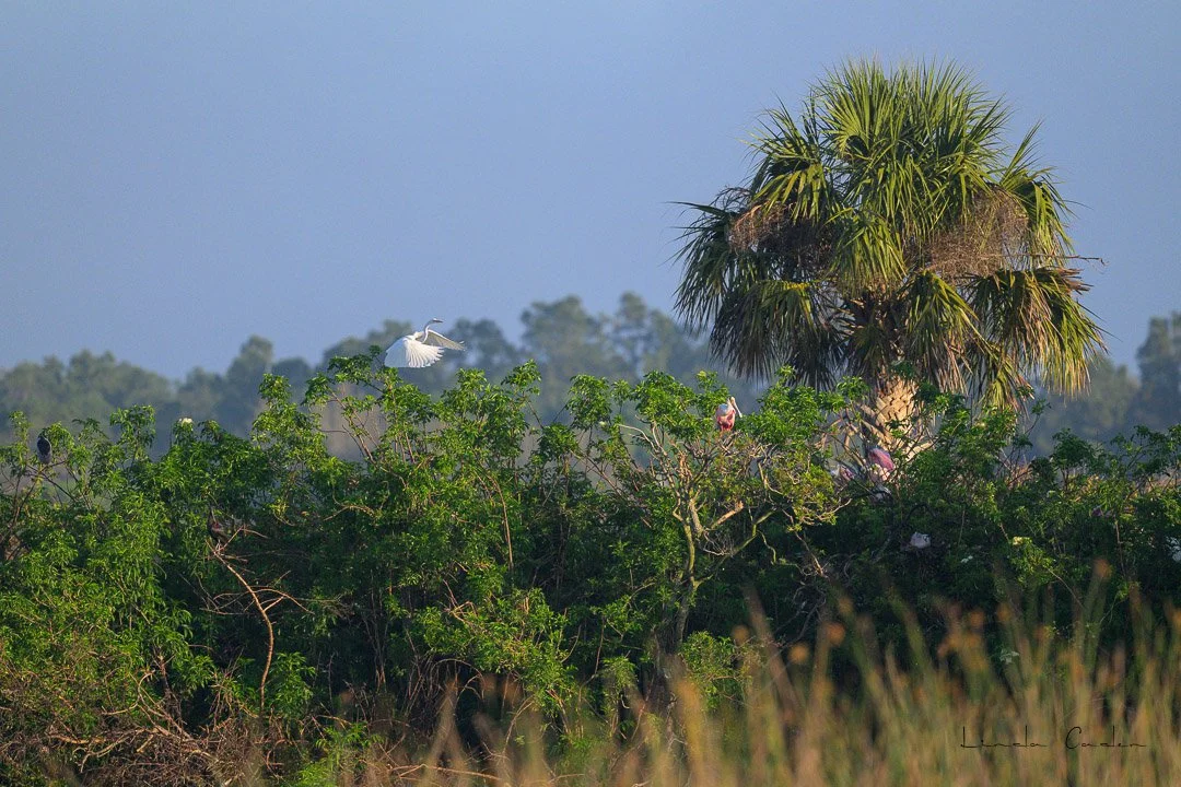 The Remains of a Foggy Morning