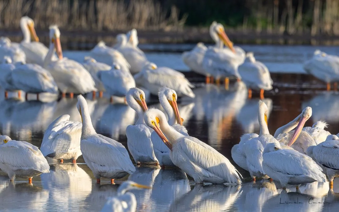 Have I Told You How Much I Love Pelicans?