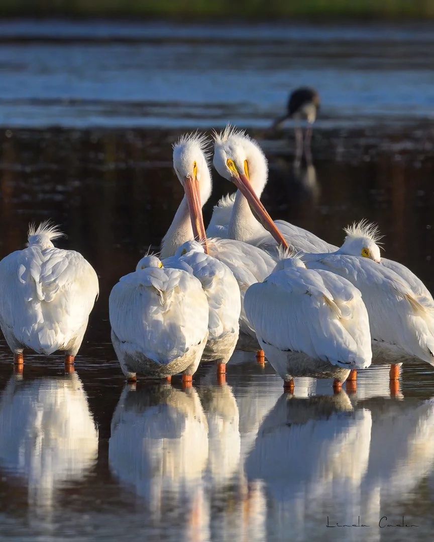 The Grooming Continues