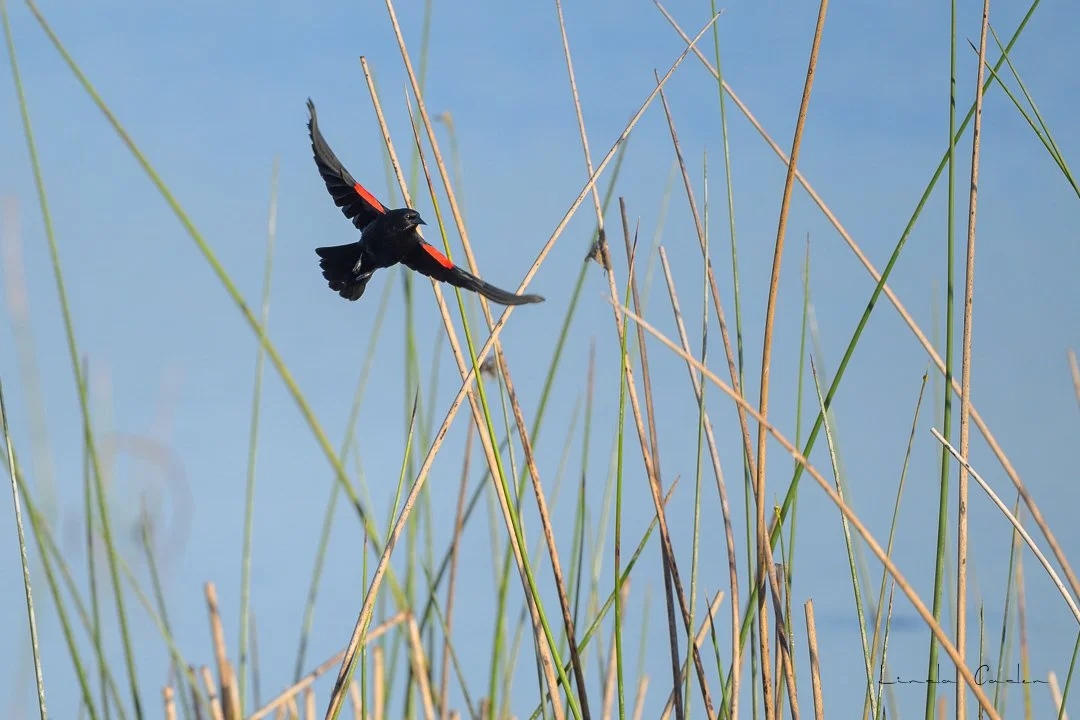 Red-winged Blackbird