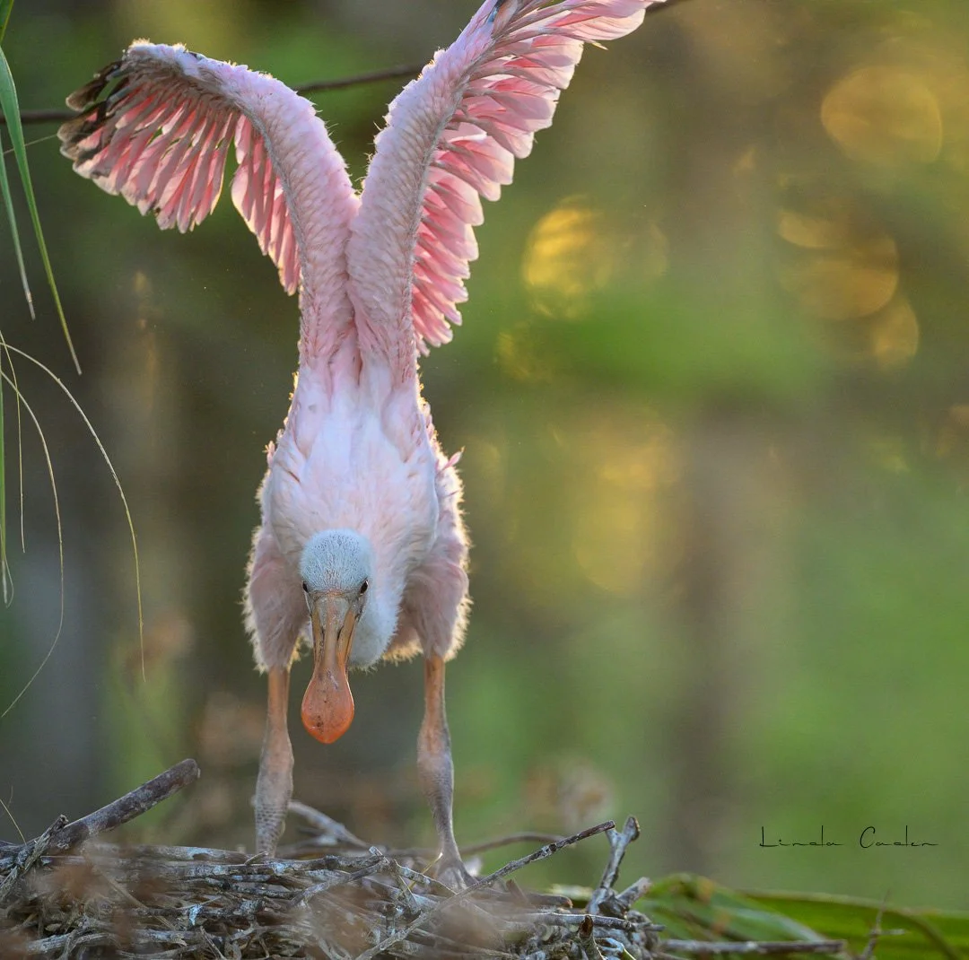 Good Morning, World!