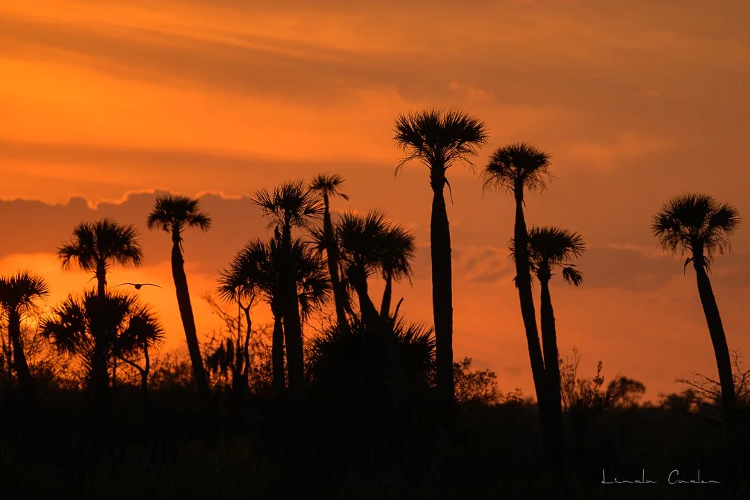 Sunset on the Marsh