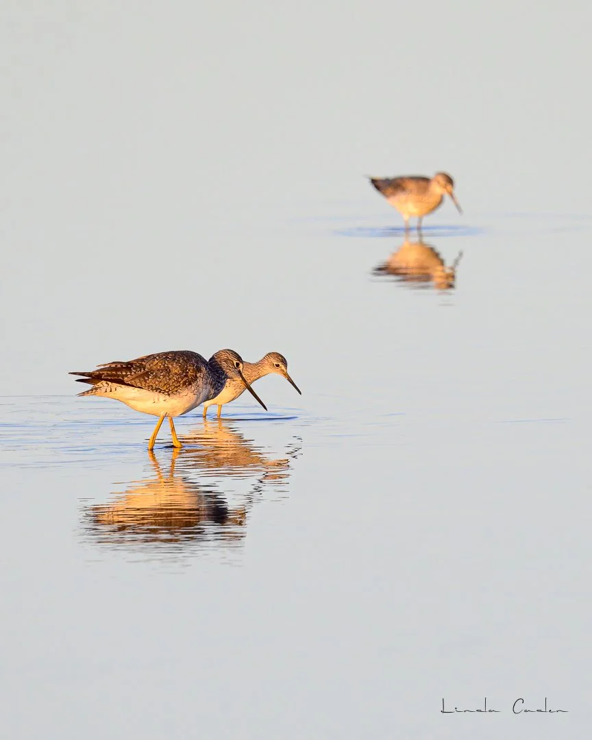 Greater Yellowlegs