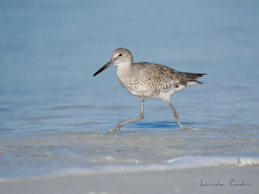 Willet-FtDS-3309840.jpg