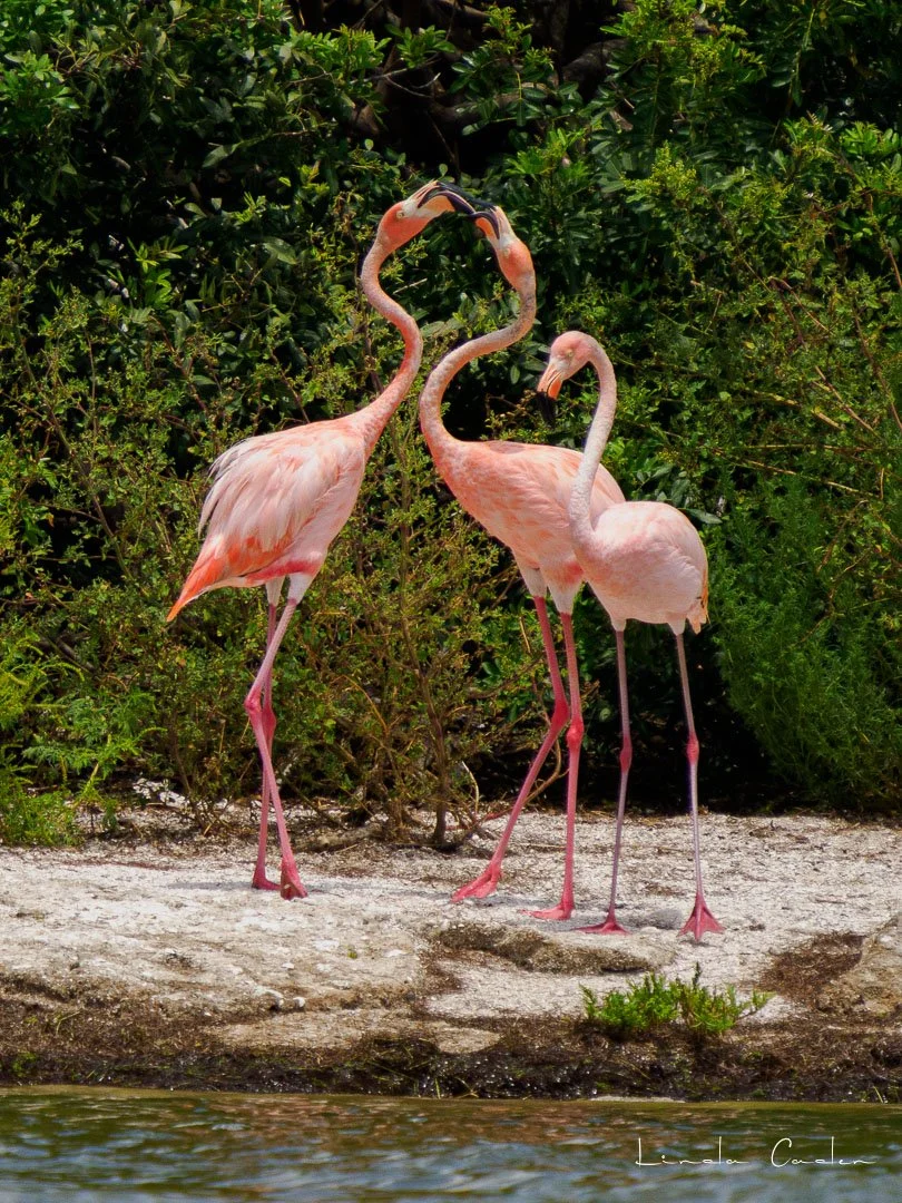 Flamingo-5131791.jpg