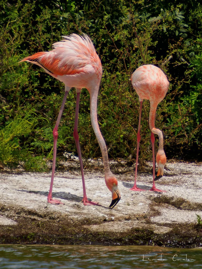 Flamingo-5131821.jpg