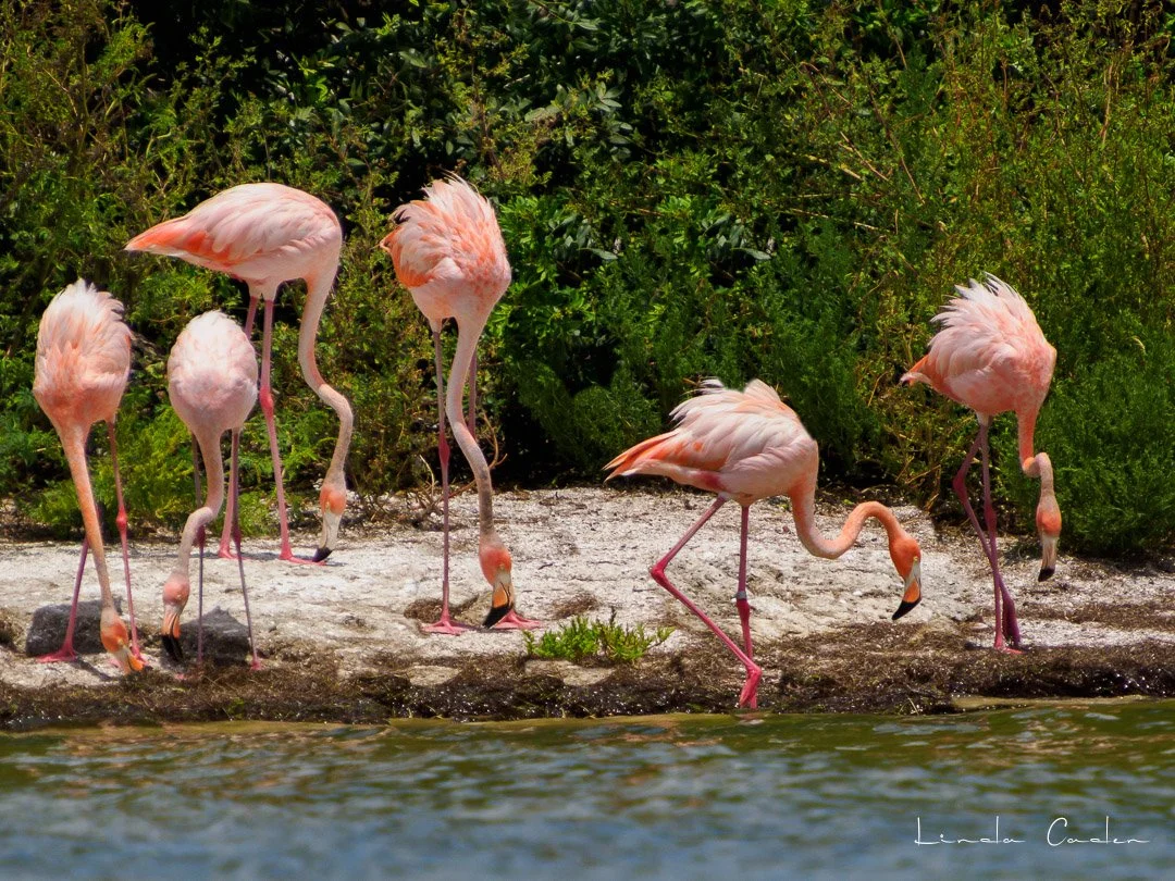 Flamingo-5131836.jpg