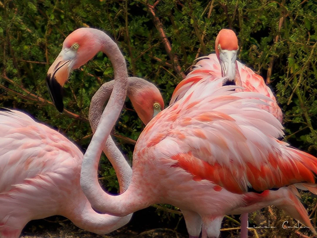 Flamingo-3.jpg