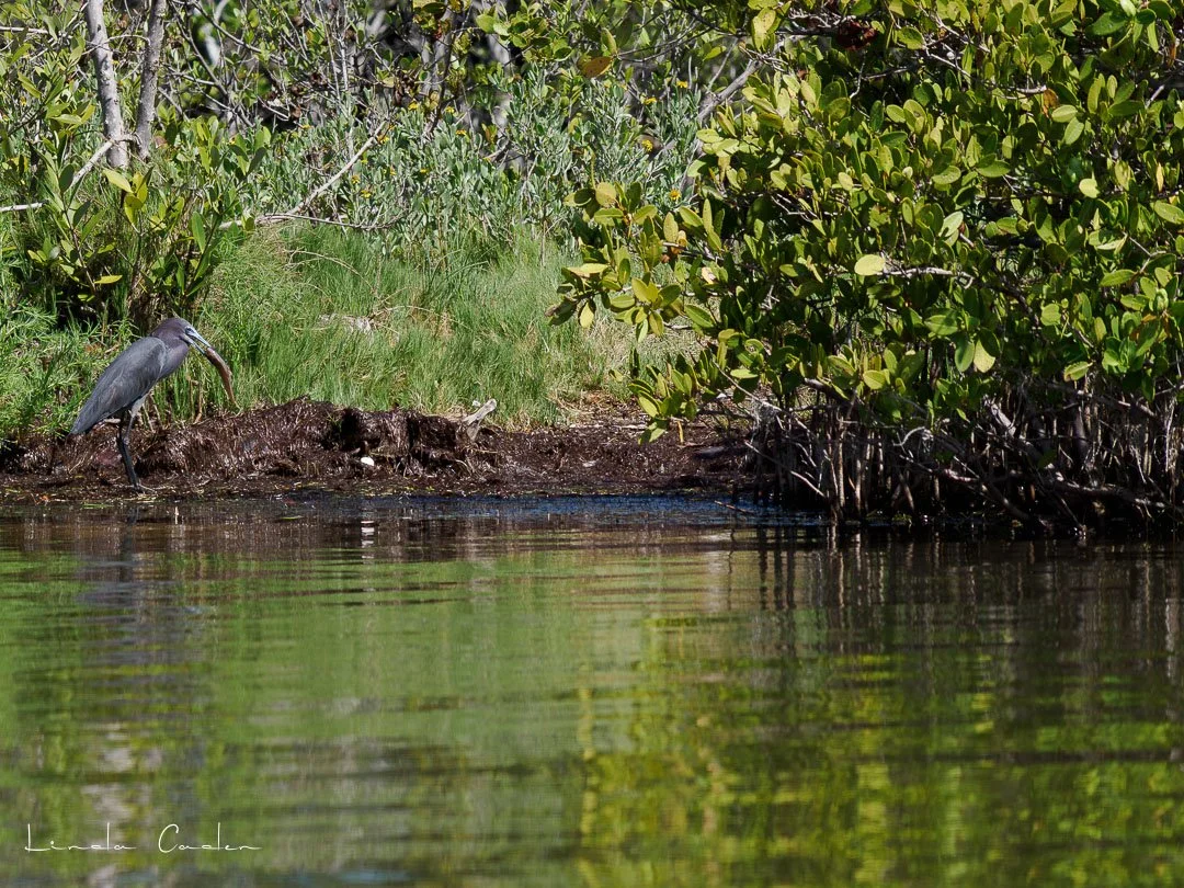 Manatee-5142175.jpg