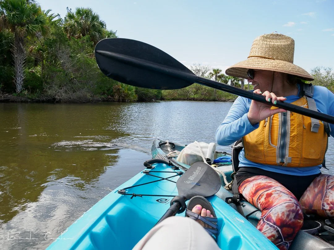 Manatee-5142156.jpg