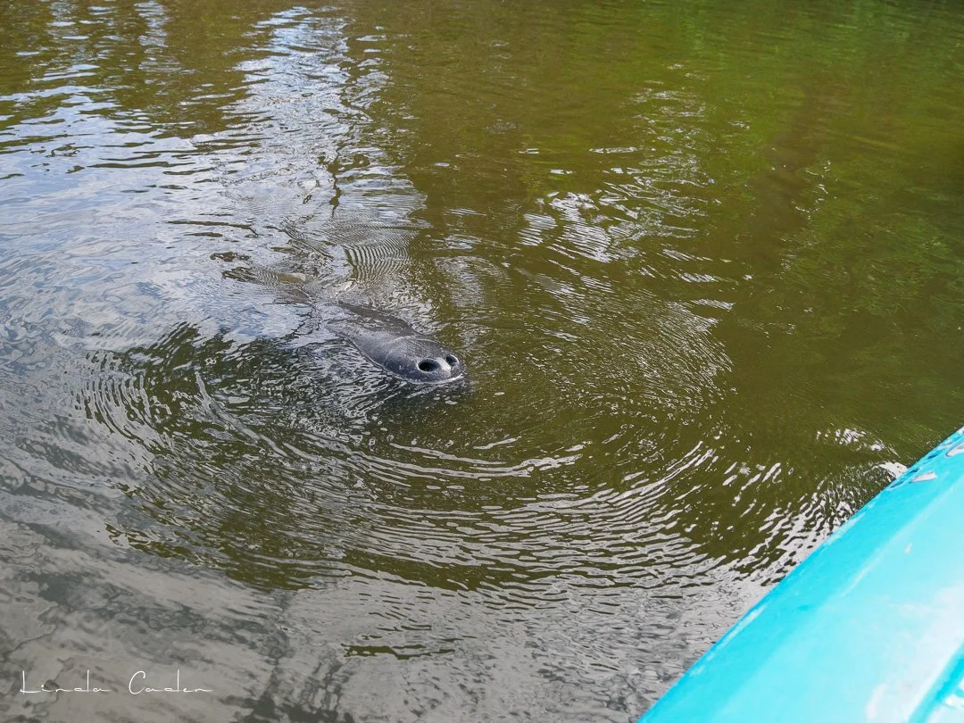 Manatee-5142140.jpg