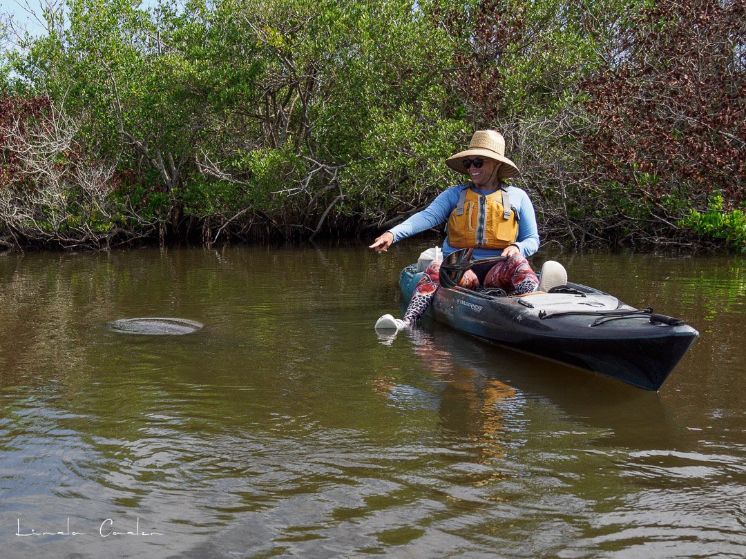 Manatee-5142111.jpg