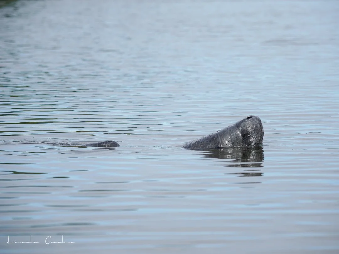 Manatee-5142090.jpg