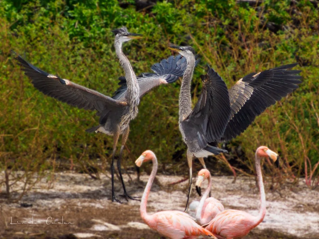 GBH-2fight-5131910.jpg