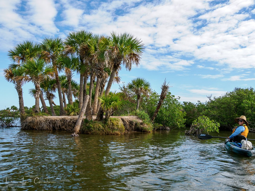 Manatee-5142039.jpg