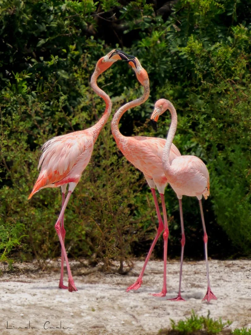 Flamingos3-MI--5131791.jpg