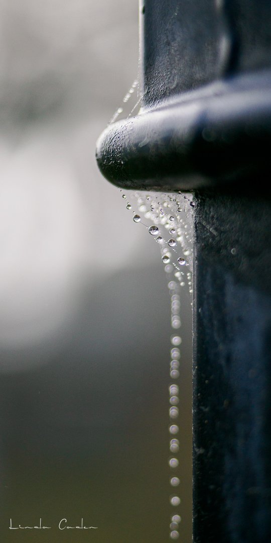 Sparkles & Pearls