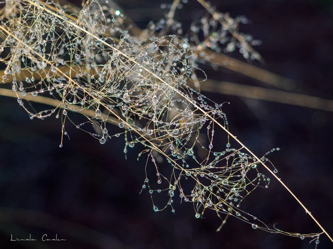 Droplets-3027066.jpg