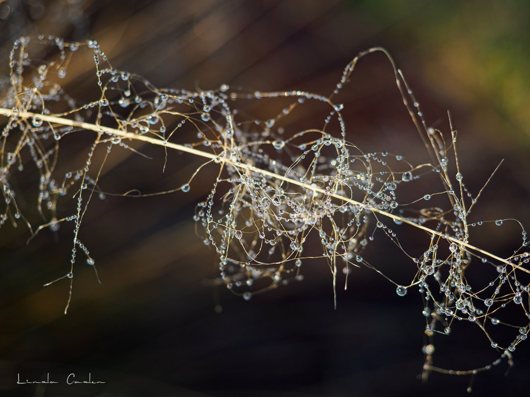 Droplets-3027067.jpg