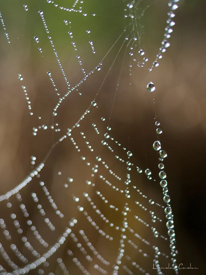 Droplets-3067293.jpg