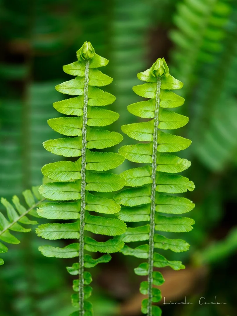 Ferns2-3128782.jpg