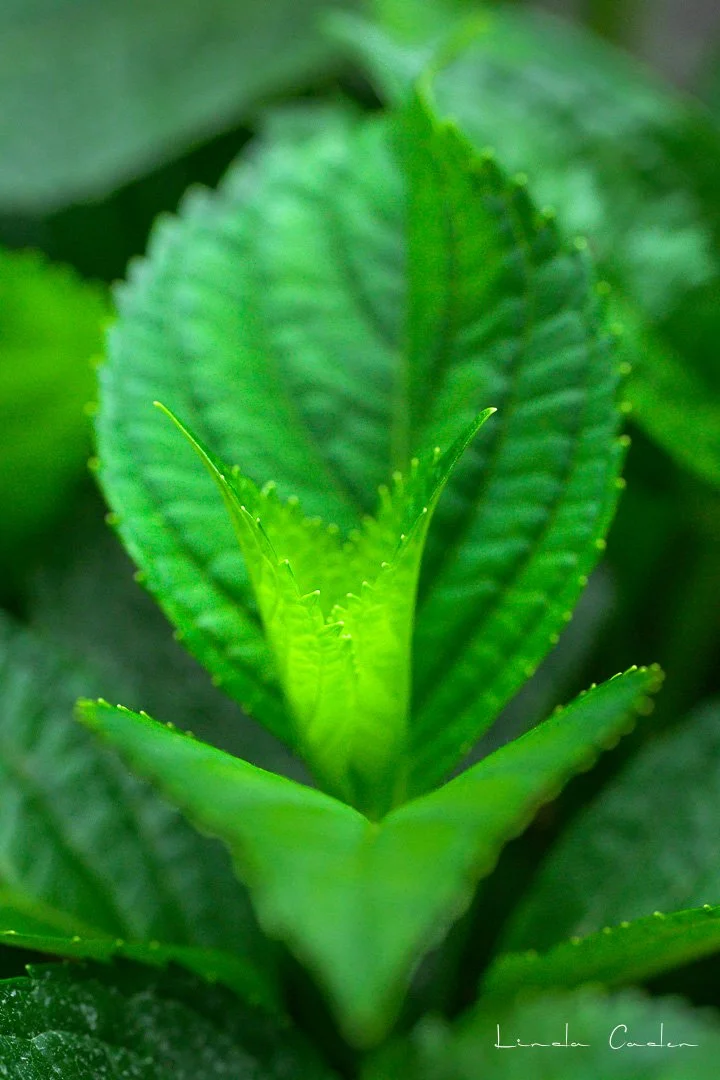 HLeaf-EW-3379.jpg