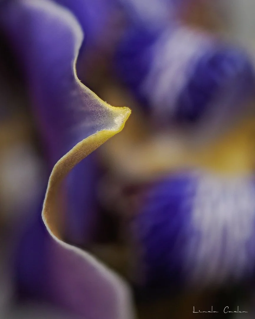 IrisDet-petalpoint-5011328.jpg