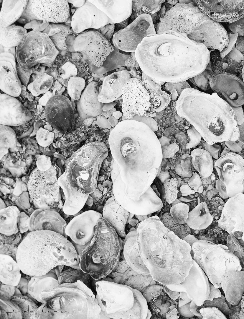 OysterShells-Nik046SubtGlow-2.jpg