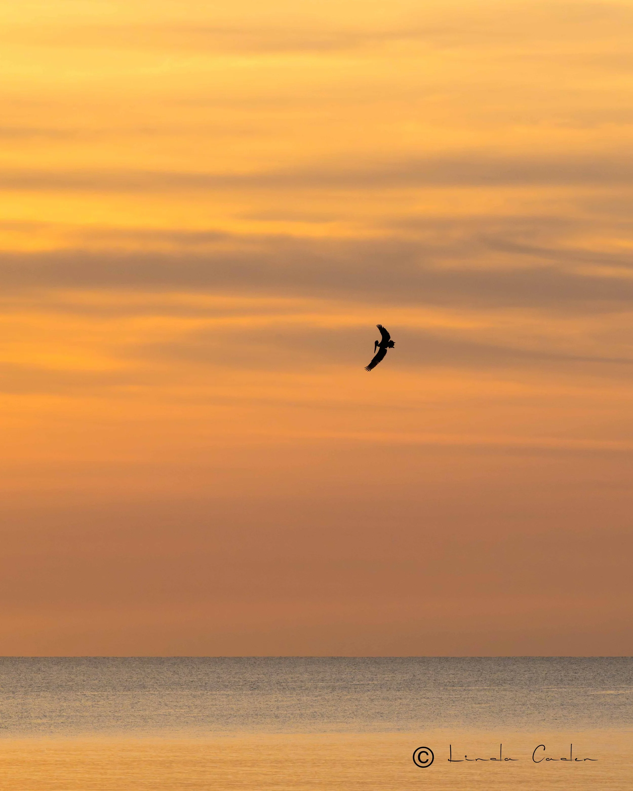 Soaring at Sunrise